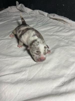 American Bully Pocket  !! - Munchen Dogs, Puppies