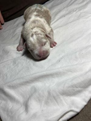 American Bully Pocket  !! - Munchen Dogs, Puppies