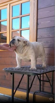 English bulldog - Vienna Dogs, Puppies