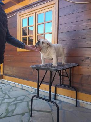 English bulldog - Vienna Dogs, Puppies