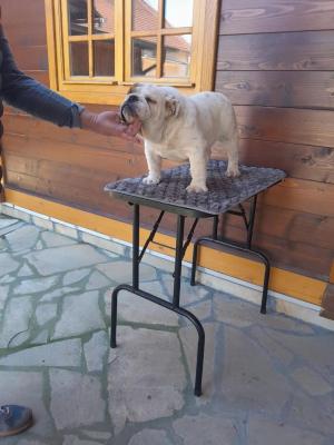 English bulldog - Vienna Dogs, Puppies