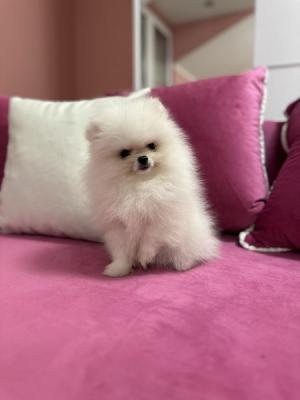 Beaux chiots poméraniens - Paris Dogs, Puppies