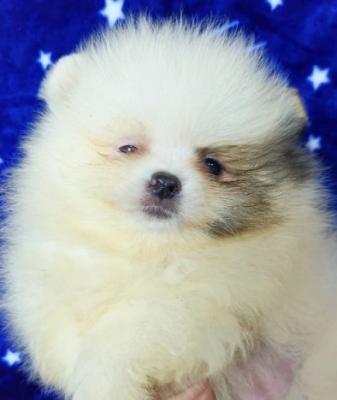 Pomeranian Boo Puppies. - Vienna Dogs, Puppies