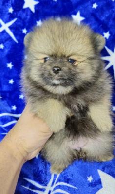 Pomeranian Boo Puppies. - Vienna Dogs, Puppies