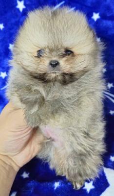 Pomeranian Boo Puppies. - Vienna Dogs, Puppies