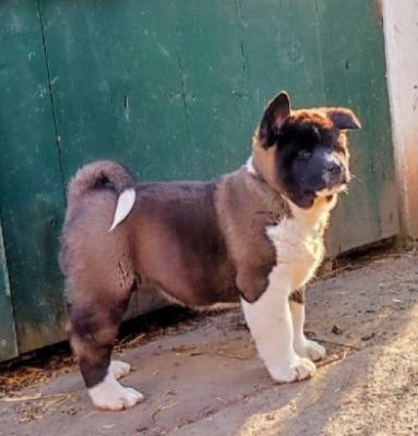 American Akita, puppies - Vienna Dogs, Puppies