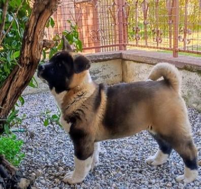 American Akita, puppies - Vienna Dogs, Puppies