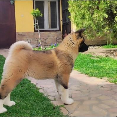 American Akita, puppies - Vienna Dogs, Puppies