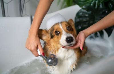 Professional Dog Groomers in Dubai