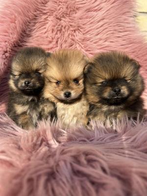 Beautiful Pomeranian puppies available - Vienna Dogs, Puppies