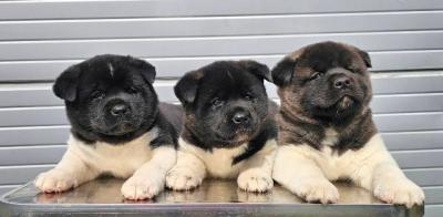 Amerikanischer Akita, TOP Welpen - Vienna Dogs, Puppies