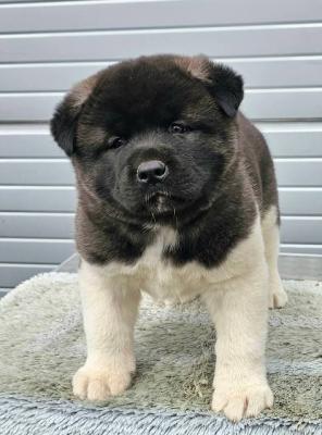 Amerikanischer Akita, TOP Welpen - Vienna Dogs, Puppies