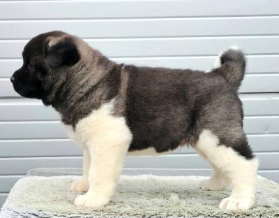 Amerikanischer Akita, TOP Welpen - Vienna Dogs, Puppies
