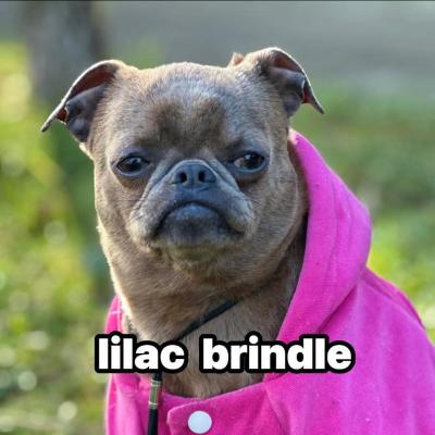 Griffon Brussel  - Vienna Dogs, Puppies