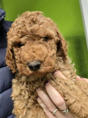 Standard-Rotpudelwelpen - Vienna Dogs, Puppies