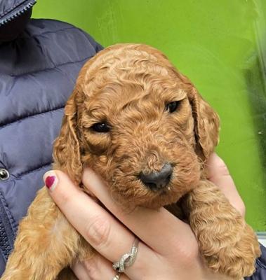 Standard-Rotpudelwelpen - Vienna Dogs, Puppies