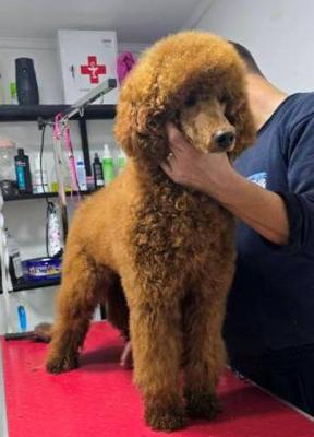 Standard-Rotpudelwelpen - Vienna Dogs, Puppies