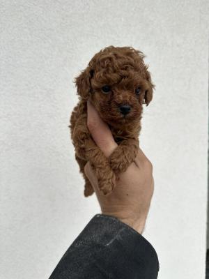 Toy red poodles! - Vienna Dogs, Puppies