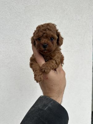 Toy red poodles! - Vienna Dogs, Puppies