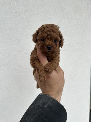 Toy red poodles! - Vienna Dogs, Puppies