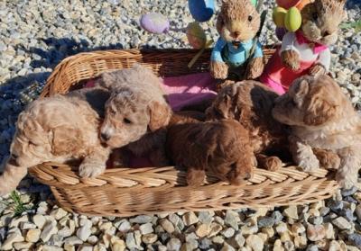 Poodles, adorable babies - Vienna Dogs, Puppies