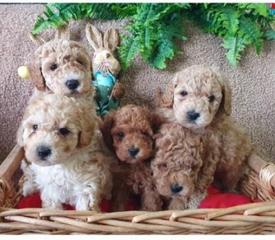 Poodles, adorable babies - Vienna Dogs, Puppies