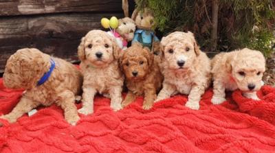 Poodles, adorable babies - Vienna Dogs, Puppies