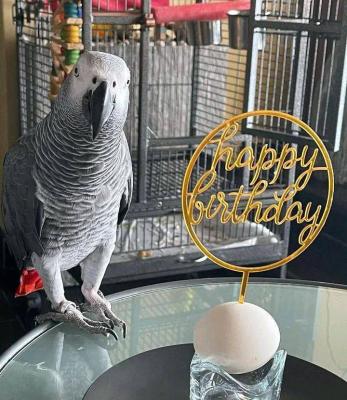 African grey parrot - New York Birds