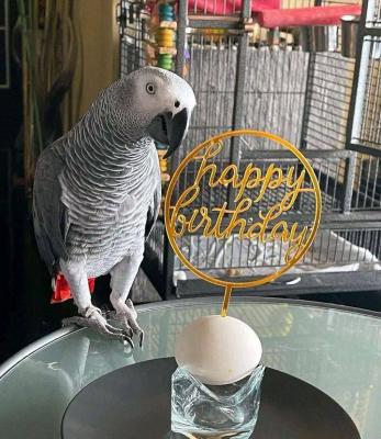 African grey parrot - New York Birds