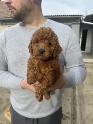 Mini red poodles! - Vienna Dogs, Puppies