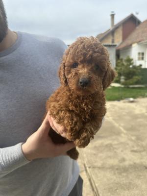 Mini red poodles! - Vienna Dogs, Puppies