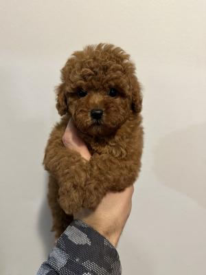 Mini red poodles! - Vienna Dogs, Puppies