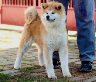 Akita Inu - Vienna Dogs, Puppies