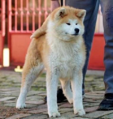Akita Inu - Vienna Dogs, Puppies