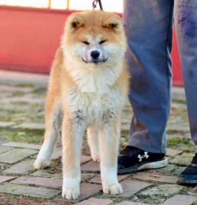 Akita Inu - Vienna Dogs, Puppies