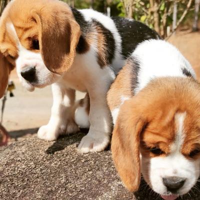  BEAGLE puppies available