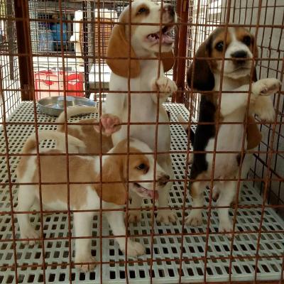  BEAGLE puppies available - Kuwait Region Dogs, Puppies