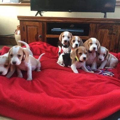 BEAGLE puppies available - Kuwait Region Dogs, Puppies
