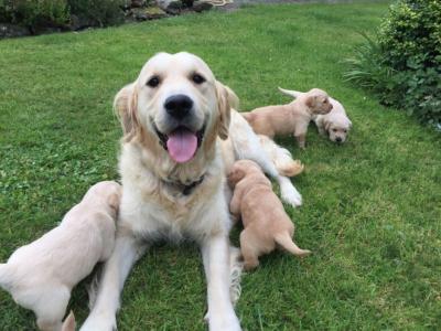 WhatsApp me : +1 6467721572 Golden Retriever puppies