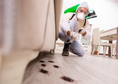 Best Pest Control Services Singapore - Ardent Pest Management