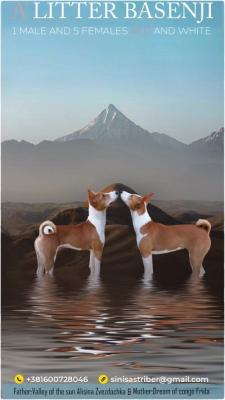 BASENJI, Welpen - Zurich Dogs, Puppies