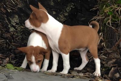 BASENJI, Welpen - Zurich Dogs, Puppies