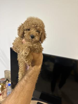 Toy apricot poodle! - Vienna Dogs, Puppies