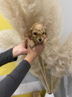 Toy apricot poodle! - Vienna Dogs, Puppies