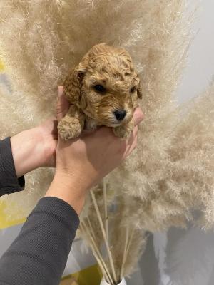 Toy apricot poodle! - Vienna Dogs, Puppies