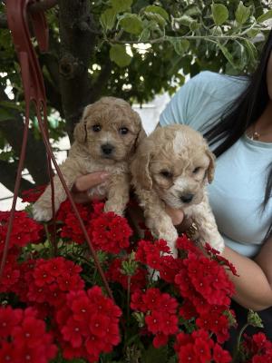 Mini Apricot Poodle! - Vienna Dogs, Puppies