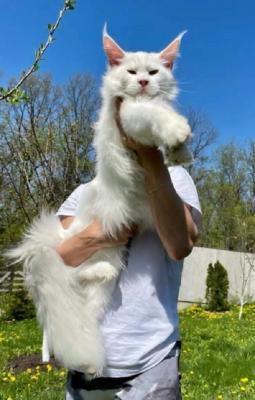 Maine Coon kittens  - Vienna Cats, Kittens