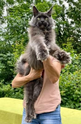 Maine Coon kittens  - Vienna Cats, Kittens
