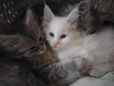 Maine Coon kittens  - Vienna Cats, Kittens