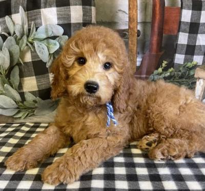 F1BB Mini Goldendoodle Puppies - Other Other